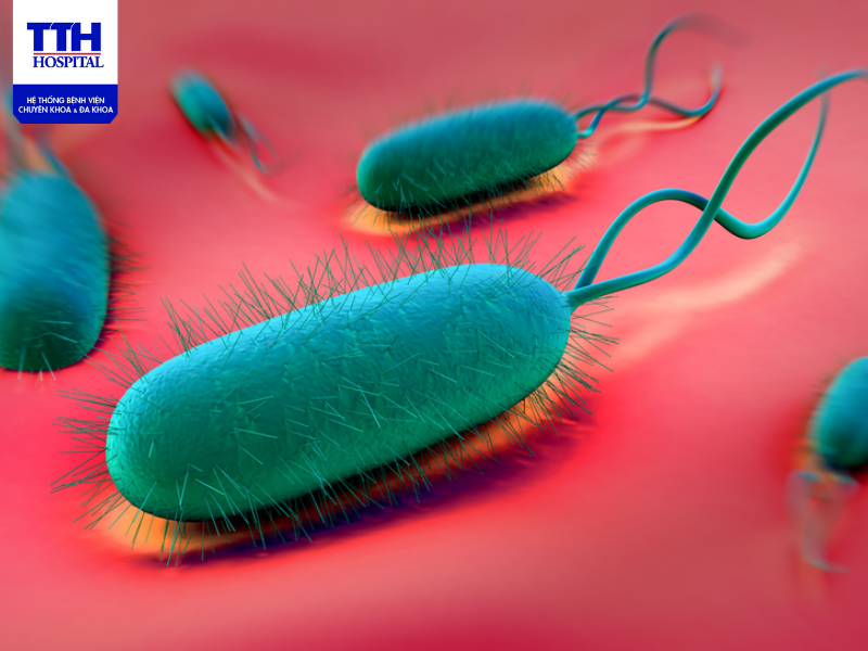 Đường lây bệnh chủ yếu của phẩy khuẩn tả là lây truyền qua thức ăn và nước uống bị nhiễm vi khuẩn